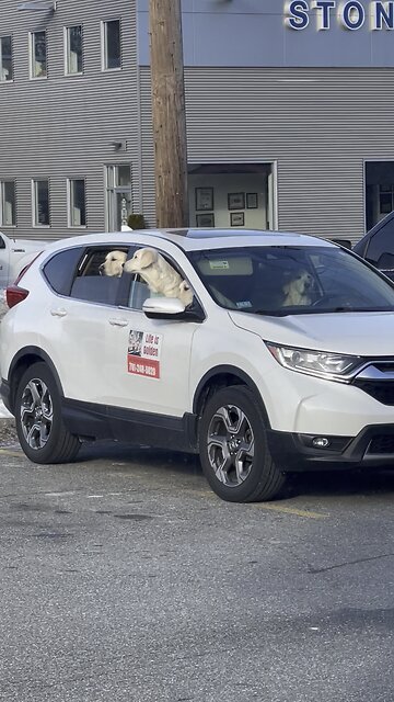 The best Good Boy car ever!