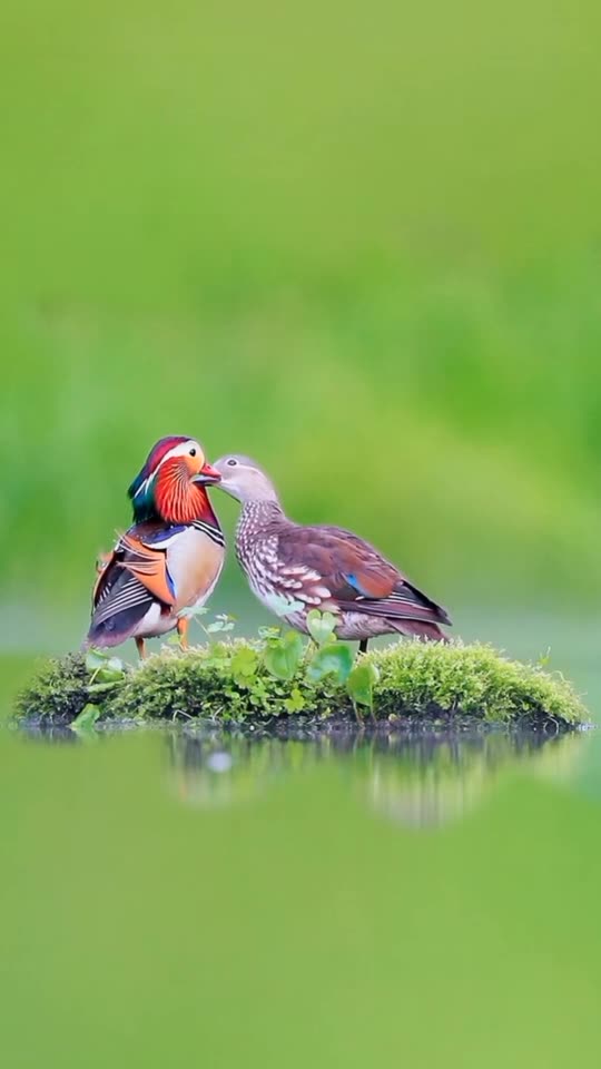 Ducks Bird Couple