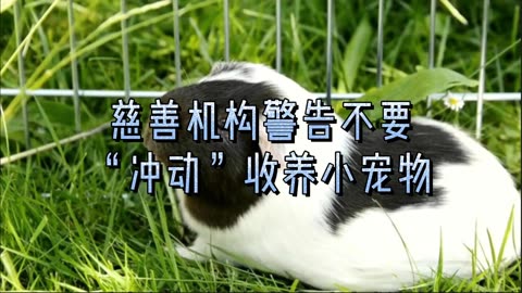 慈善机构警告不要“冲动”收养小宠物