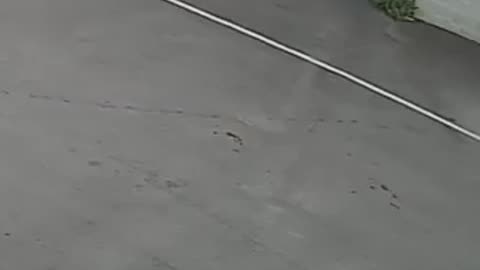 Este pequeño delincuente, que correctivo merece??