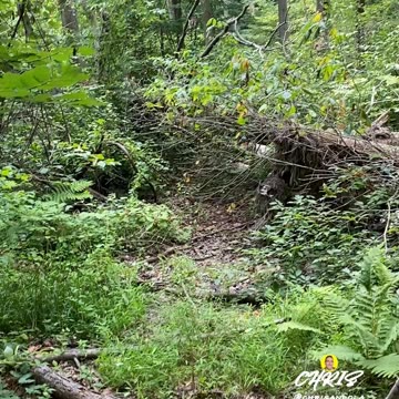 PATH BLOCKED AND INSECT SWALLOWED!