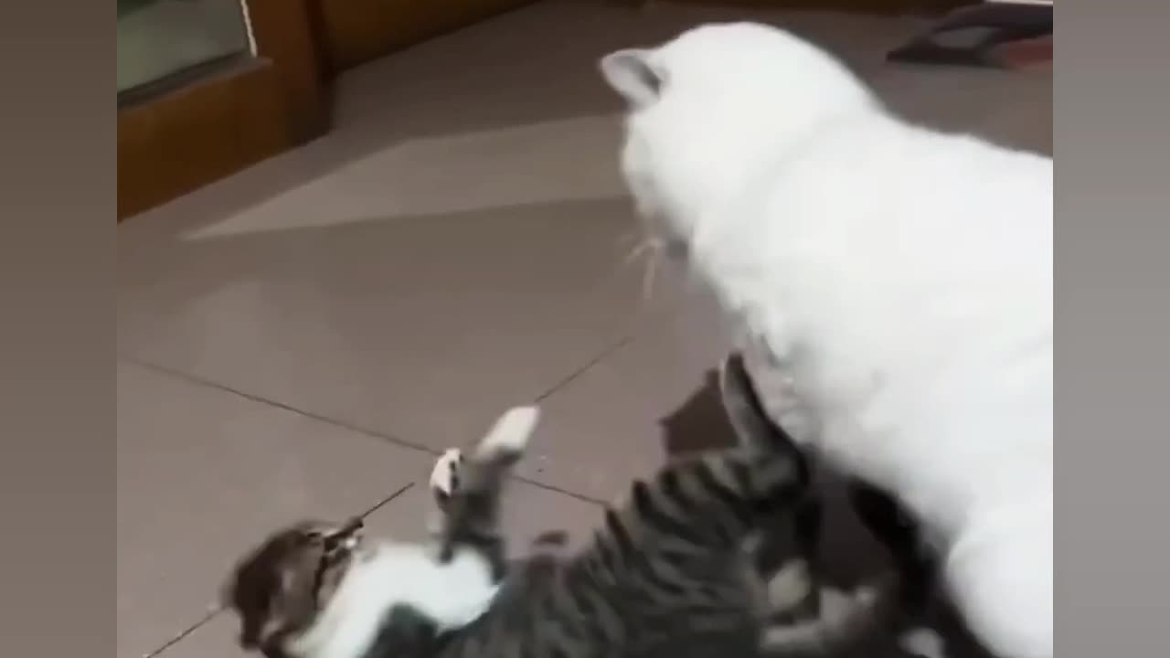 Funny Cat's 😹😹😹 ।। #cats #funnycats ।। Ep. 03