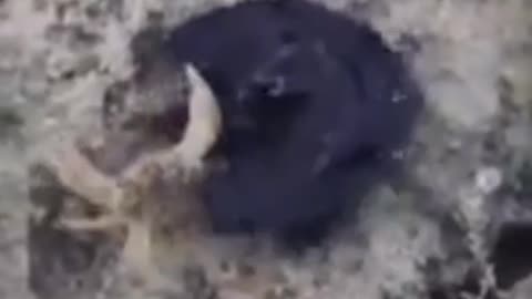 Terrifying Black Goo Engulfs a Crab – You Won’t Believe What Happens Next!