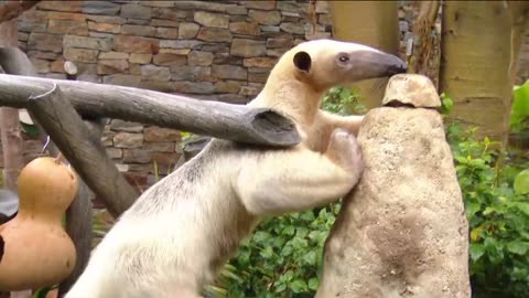 Zoo Day: Meet the Tamandua