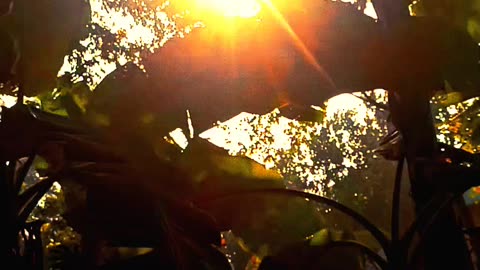 Sunlight forest slow motion video 2025 skc.com 87