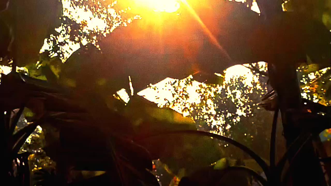 Sunlight forest slow motion video 2025 skc.com 87