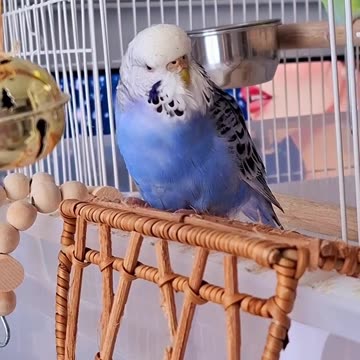 FIRST SONG of 2025! 🐦🥰🐦#singingbudgies #singingparrots
