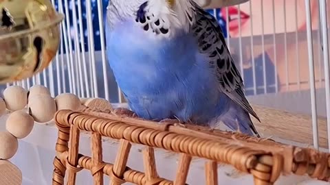 FIRST SONG of 2025! 🐦🥰🐦#singingbudgies #singingparrots