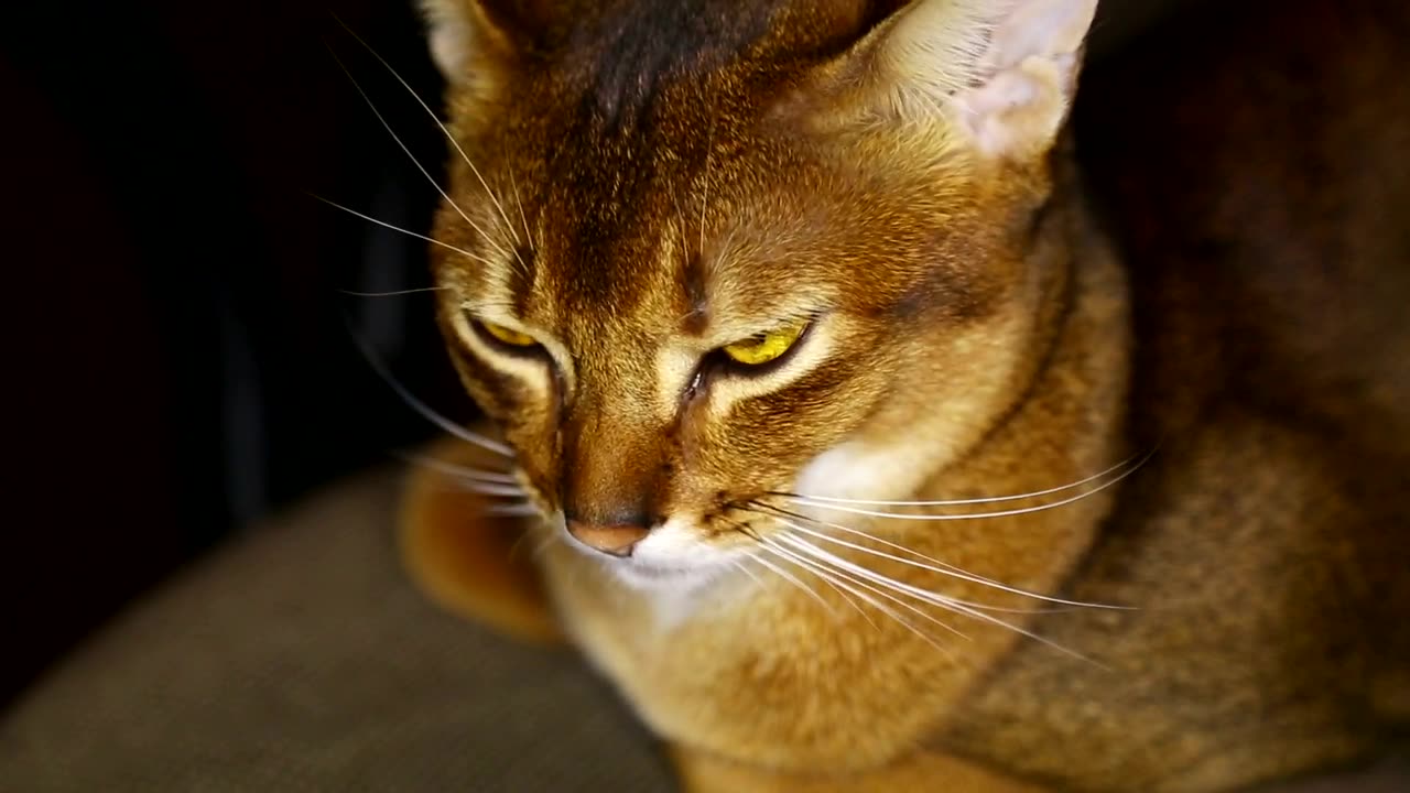 Brown cat with yellow eyes
