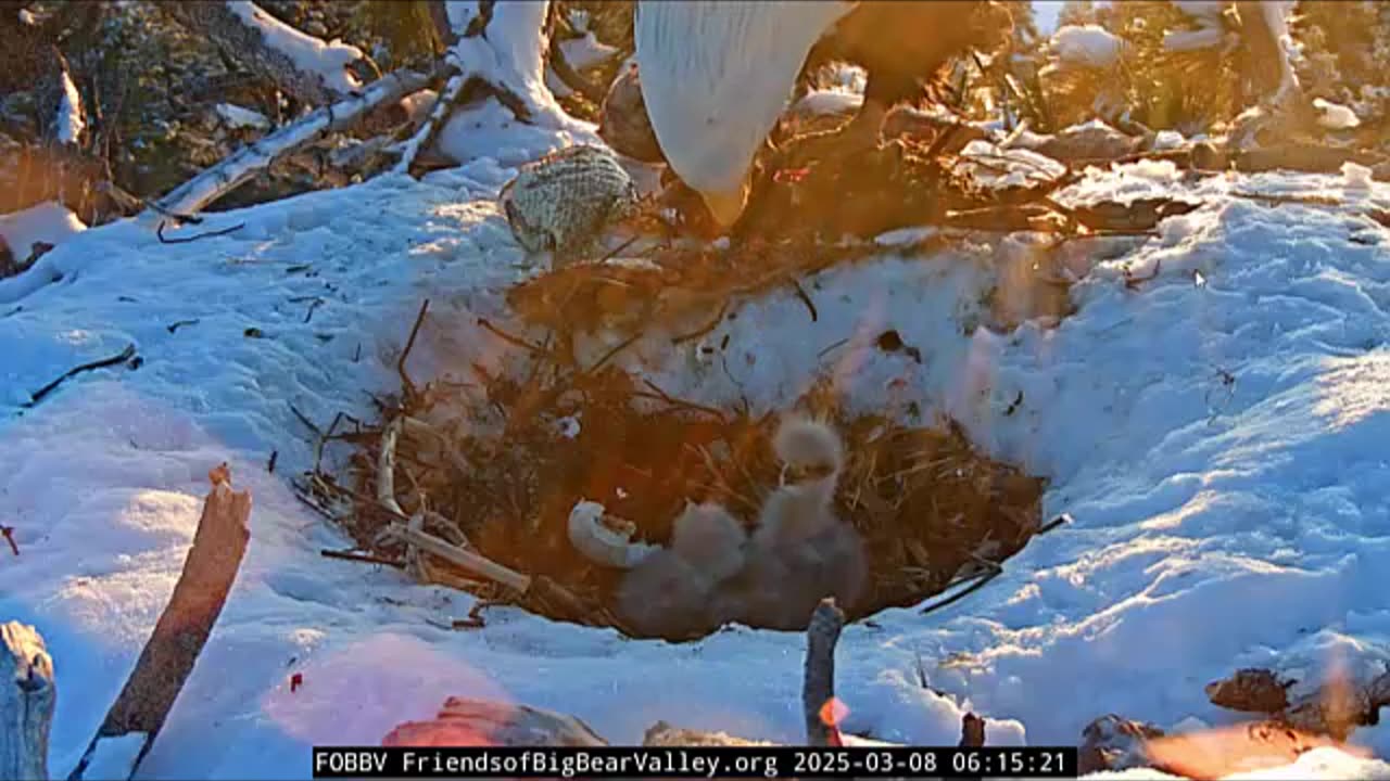 Lake Tahoe Eagles