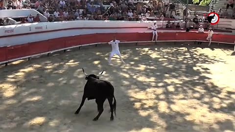 THE FLYING BULL😳😳😳😳