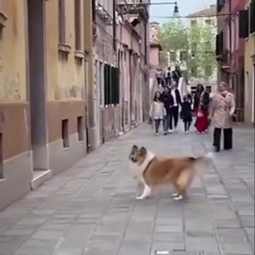 Funniest Animal Videos 😂 | Cute & Hilarious Pets Compilation!