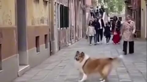 Funniest Animal Videos 😂 | Cute & Hilarious Pets Compilation!