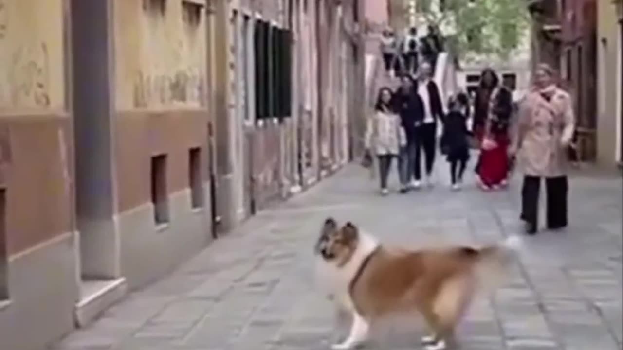 Funniest Animal Videos 😂 | Cute & Hilarious Pets Compilation!