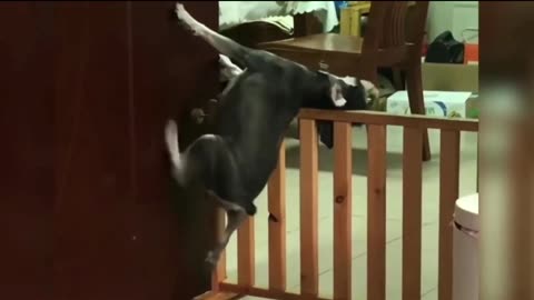 Puppy Shenanigans: The Funniest Dog Videos EVER!