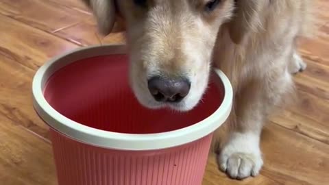 Funny dog eating momos.