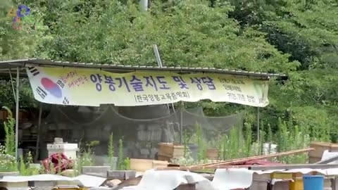 Honey Mass Production Process by Korean Beekeeping Farm