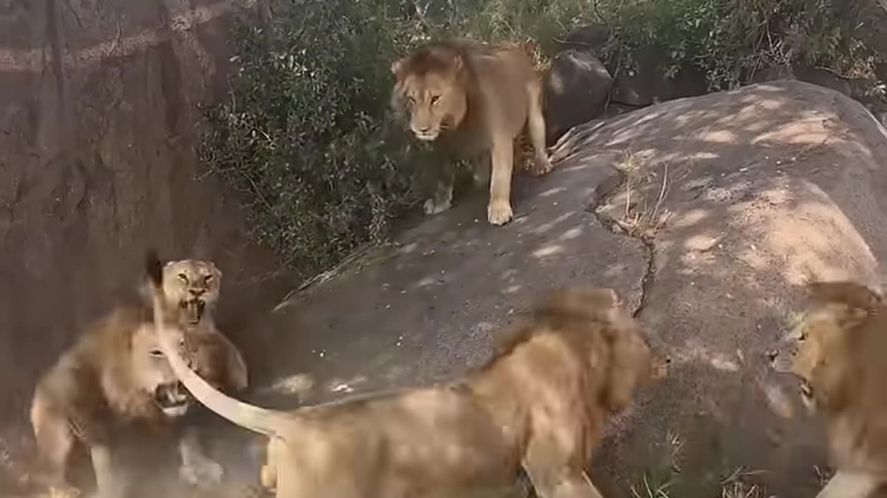 7 Saba Bora Male Lions Fighting | Serengeti National Park