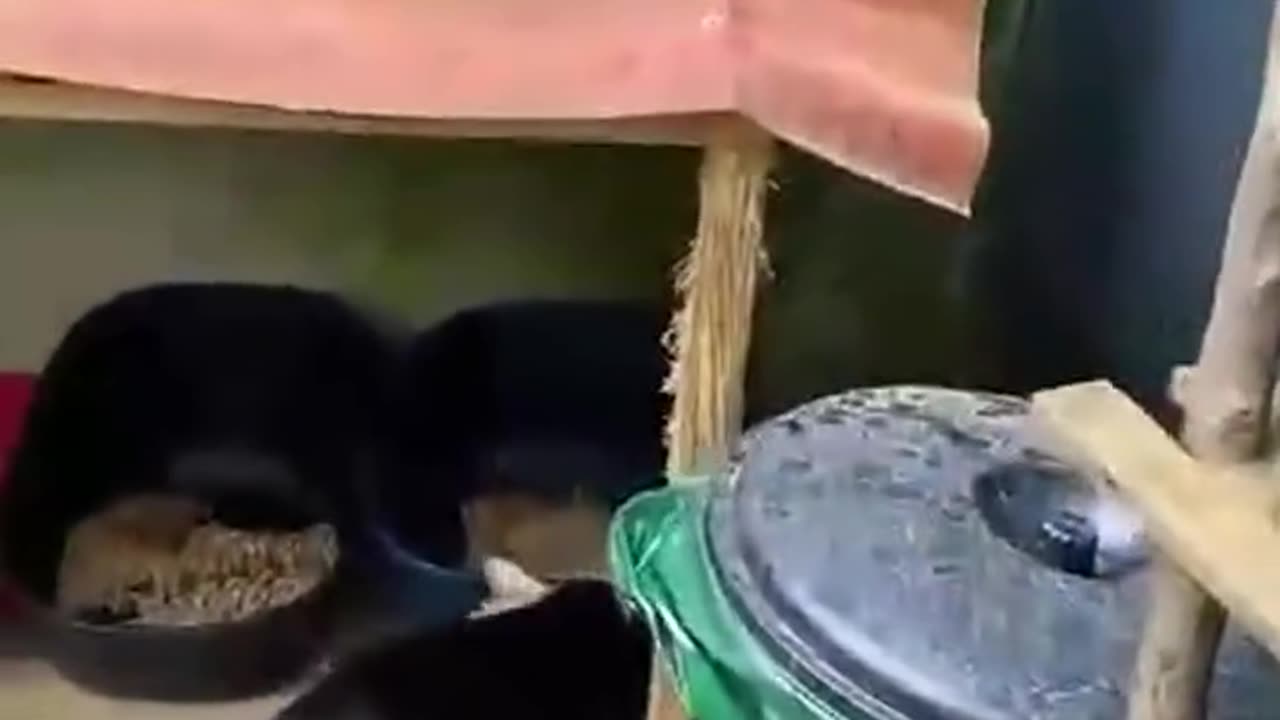 Cats doing funny things