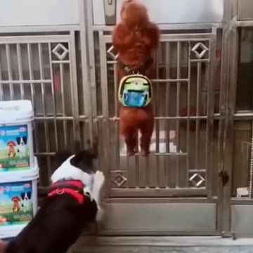 🐶 "Funniest Dogs Ever! Try Not to Laugh 😂🐾"