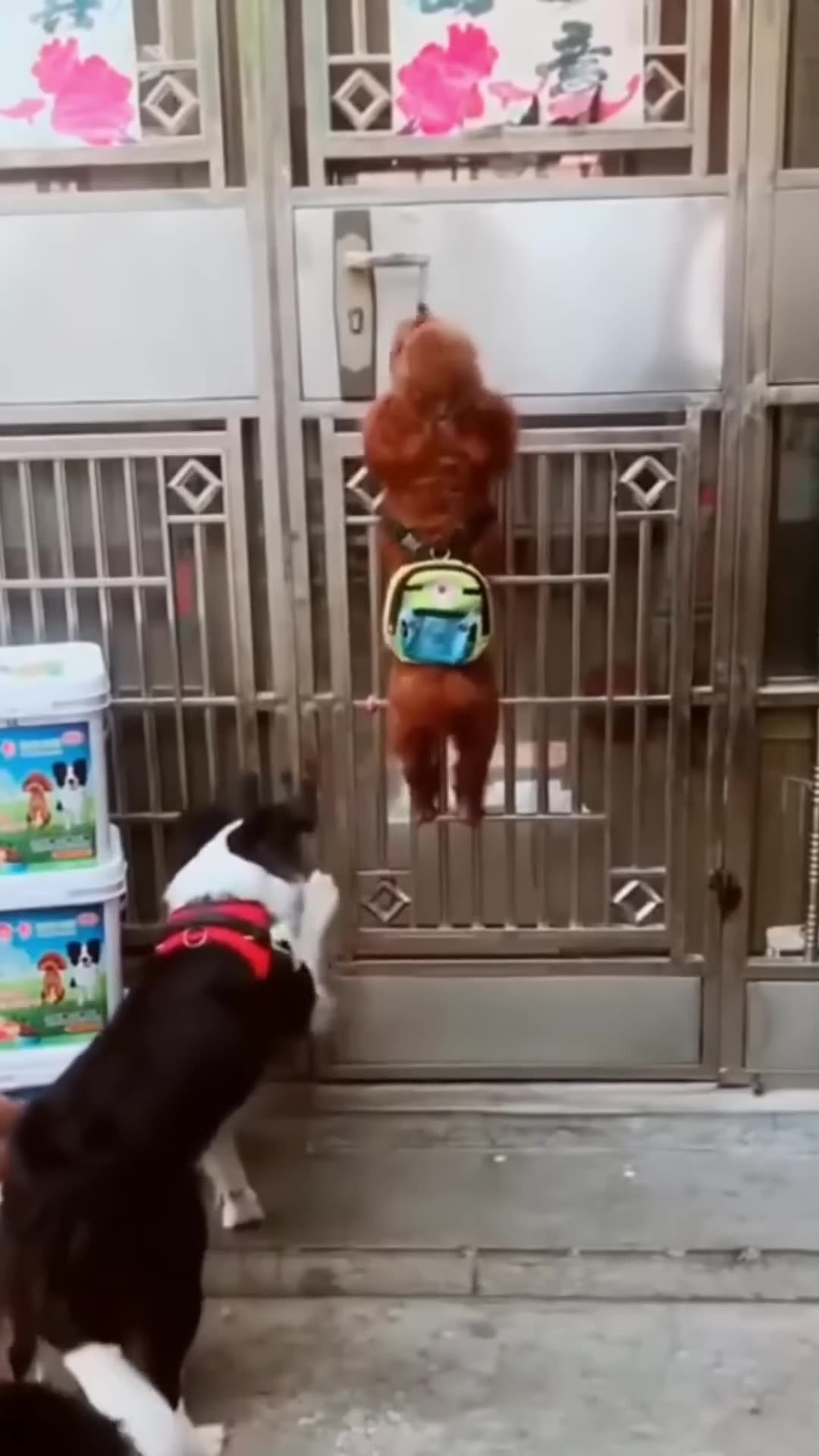 🐶 Funniest Dogs Ever! Try Not to Laugh 😂🐾