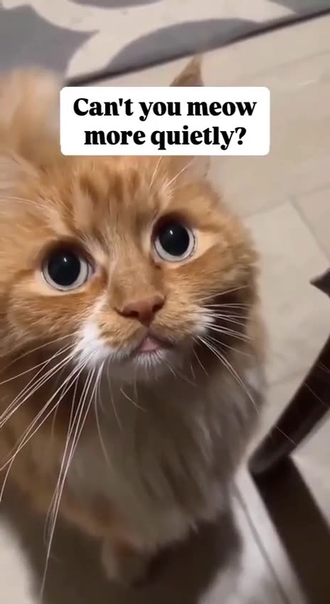 Different levels of meow 😊😍