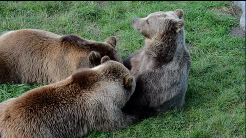 Wildlife - Free Nature Animals Videos