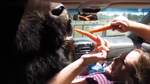 Hilarious Animals Chasing & Scaring People – Funniest Animal Encounters!