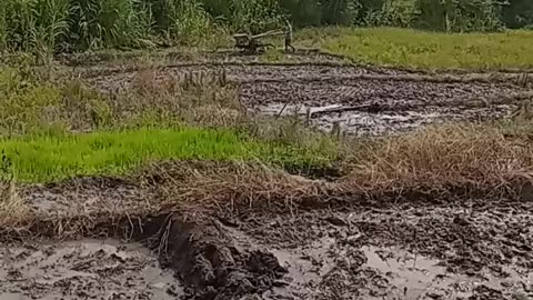 rice field plowing process