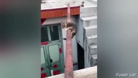 Funny Animal Videos 2024 😂 _ Funny Dogs_ Funny Cats #cats #dogs (1)