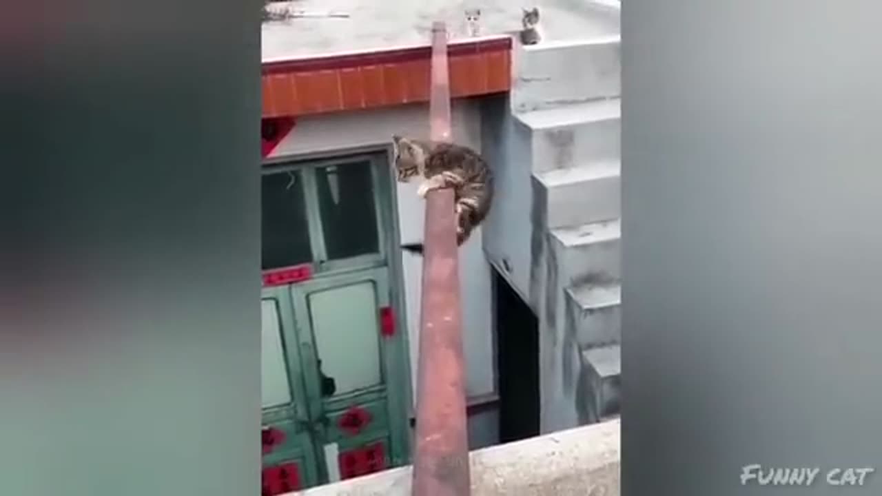 Funny Animal Videos 2024 😂 _ Funny Dogs_ Funny Cats #cats #dogs (1)