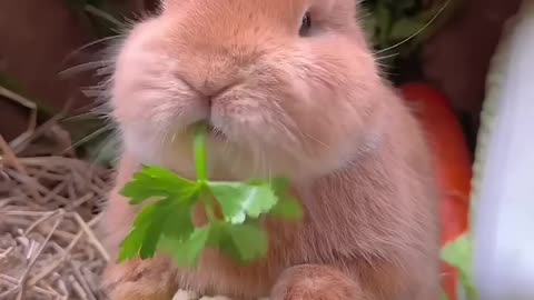 Cute eat food rabbit