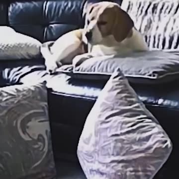 You Won’t Believe What This Dog Does at the End! 😂