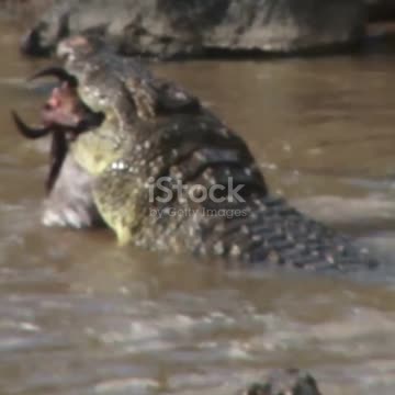 Anaconda vs Crocodile_ Epic Showdown! 😱