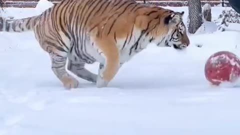 Having fun in the snow