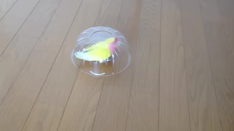 Parrot fanny video