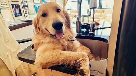 FUNNIEST Golden Retriever Moments That Will Make You LAUGH OUT LOUD😂🤣