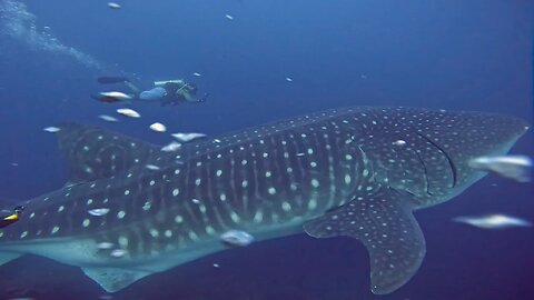 Whale shark casually drifts right through group of scuba divers