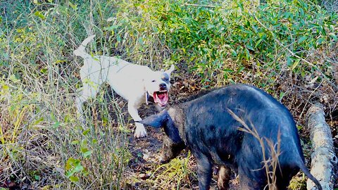 Feral Hog Hunting