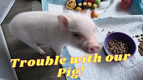 TROUBLE with our MIRCRO mini Pot Belly PIG!