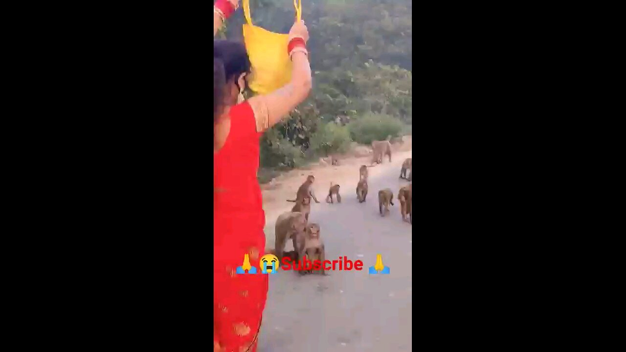 बन्दर