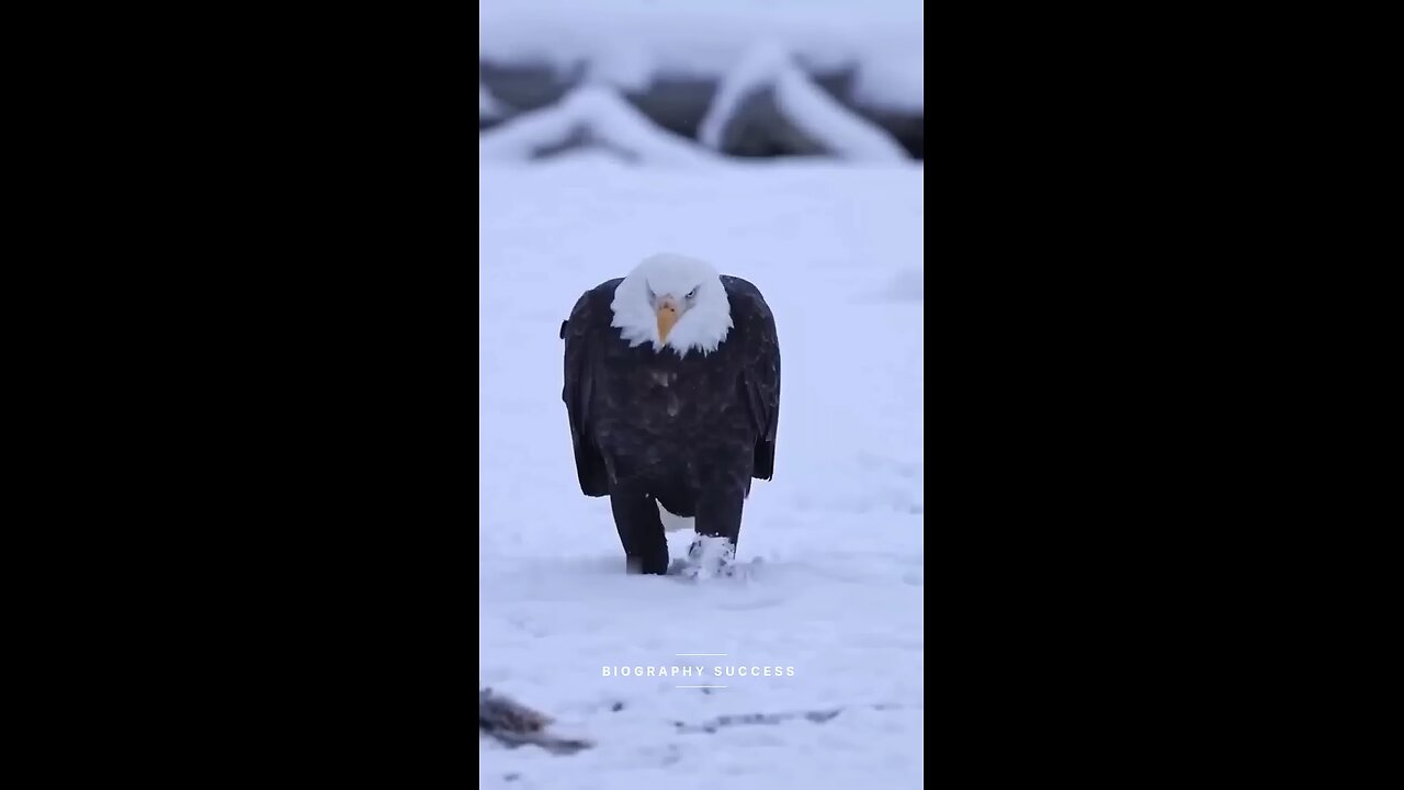 Eagle life amazing