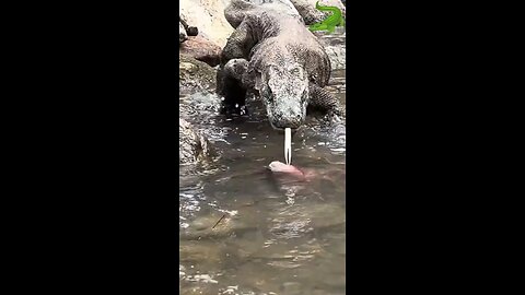 Komodo dragons eat Carcasses of marine animals Carnivores