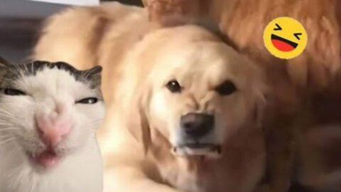 The Funniest Animal Videos 2025 😁 Funny Dogs and Cats are here to Break your HEART