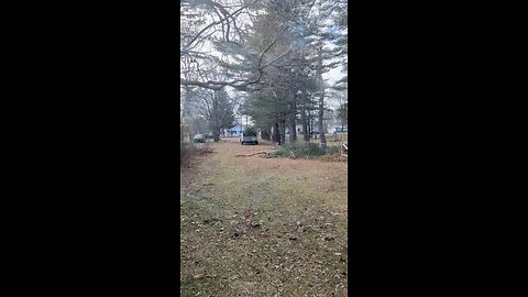 Hoping a dead pine over the fence