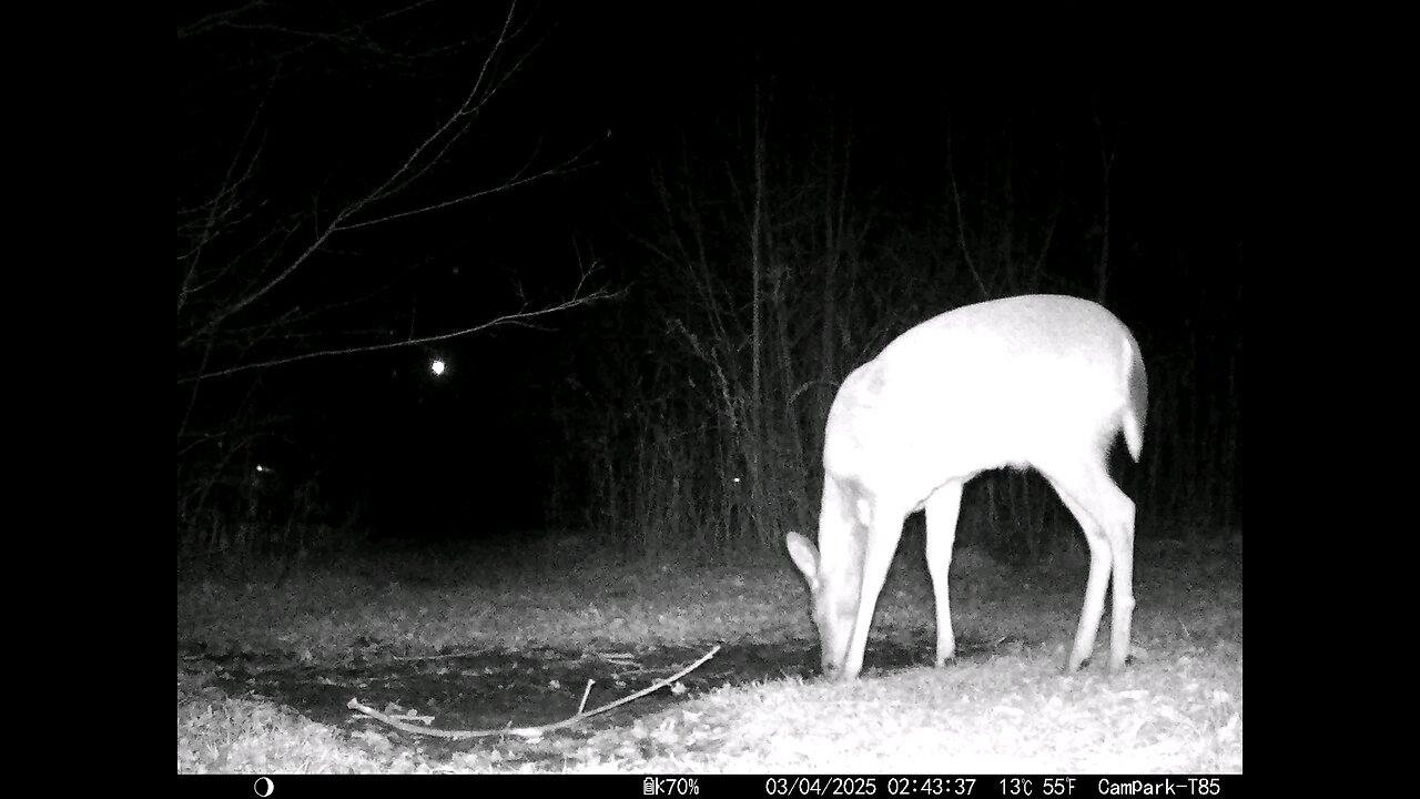 Deer Cam 03-04-2025