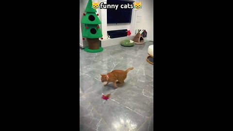 funny cat