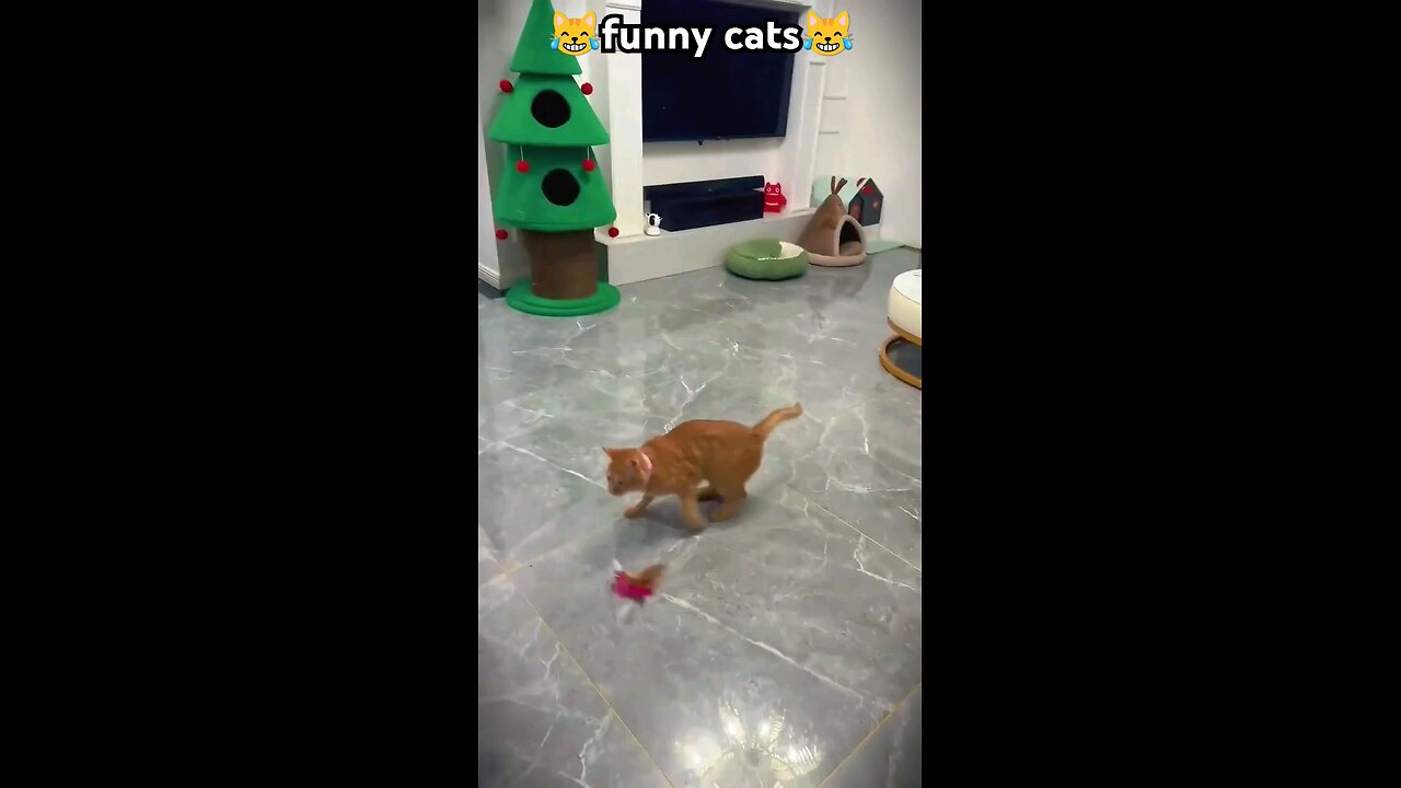 funny cat