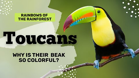Toucans The Colorful Stars of the Tropics