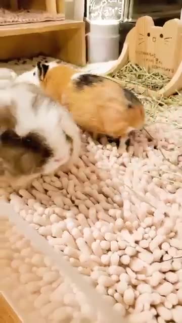 Ramaster - The Ultimate Farm Pet! 🌾